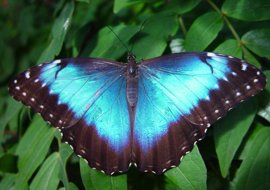 blue-morpho-butterfly[1]