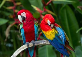 macaws[1]