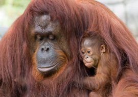 orangutan[1]